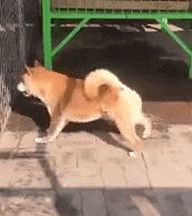 中国移动储值卡充值券$200