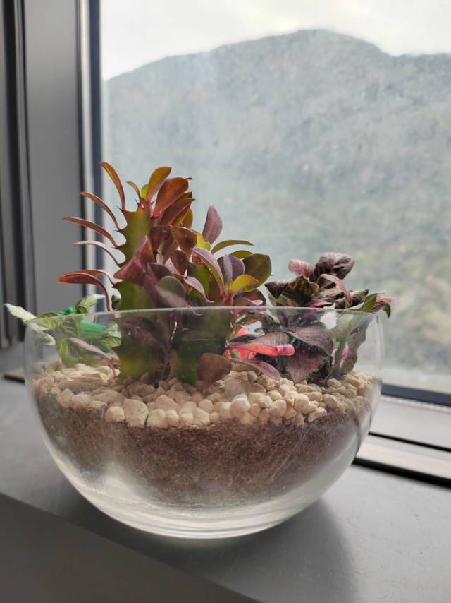 DIY植物盆栽