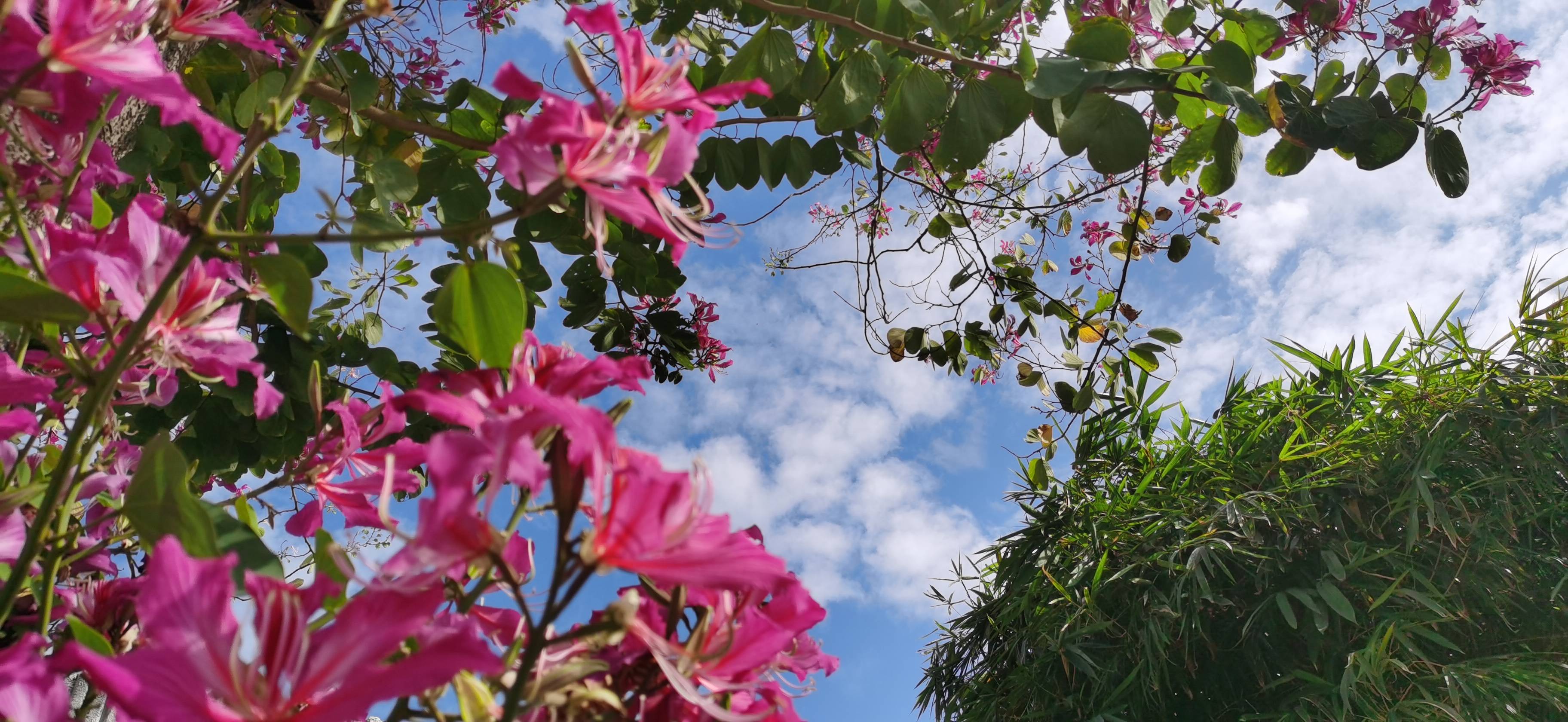 内地回香港帮带