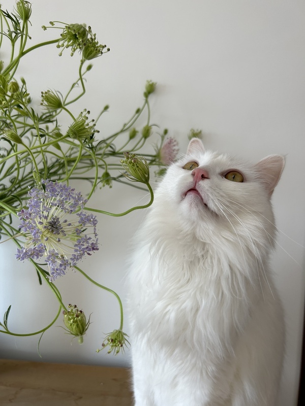 港深往返可帮带东西