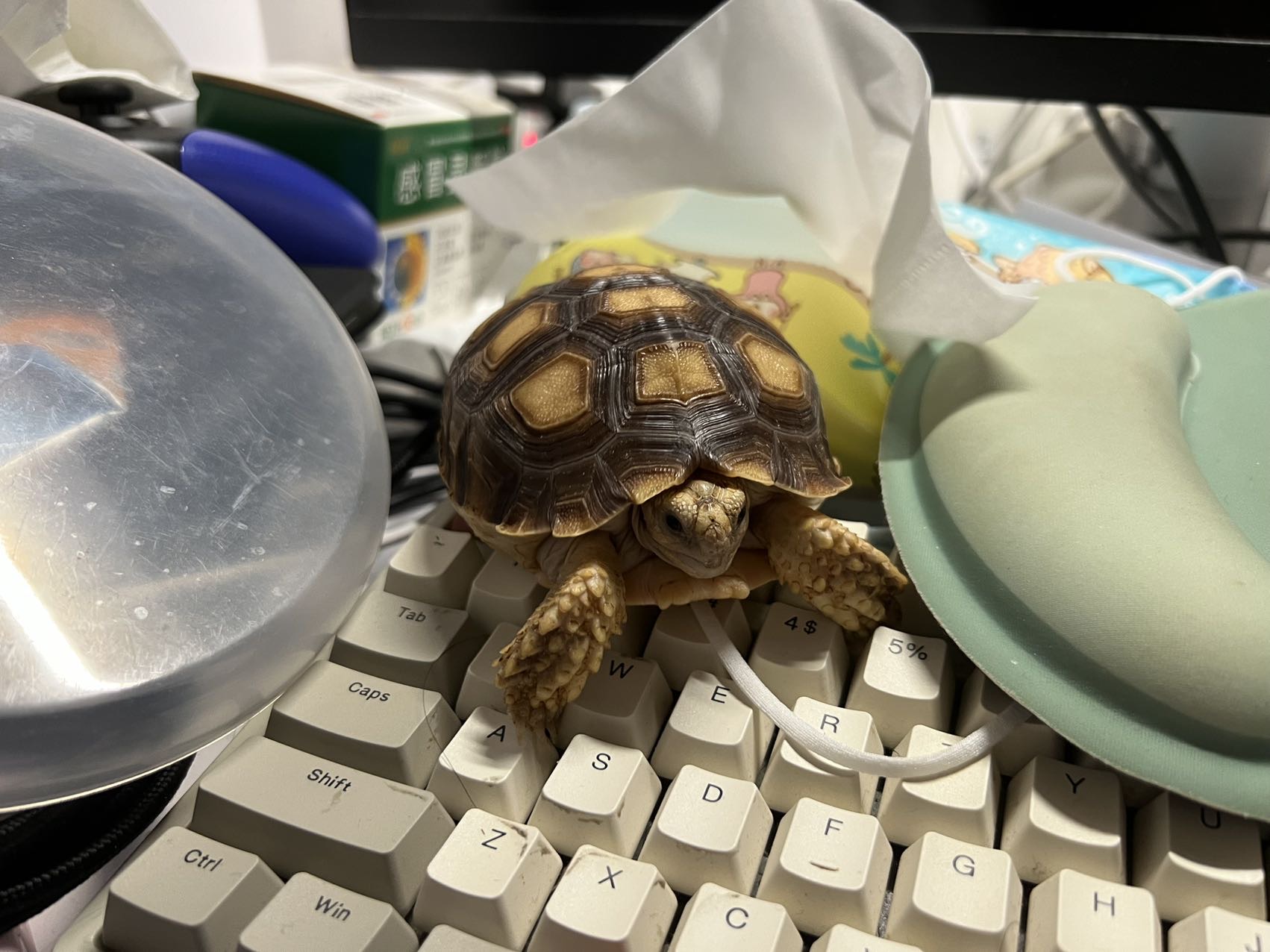 小苏卡达陆龟