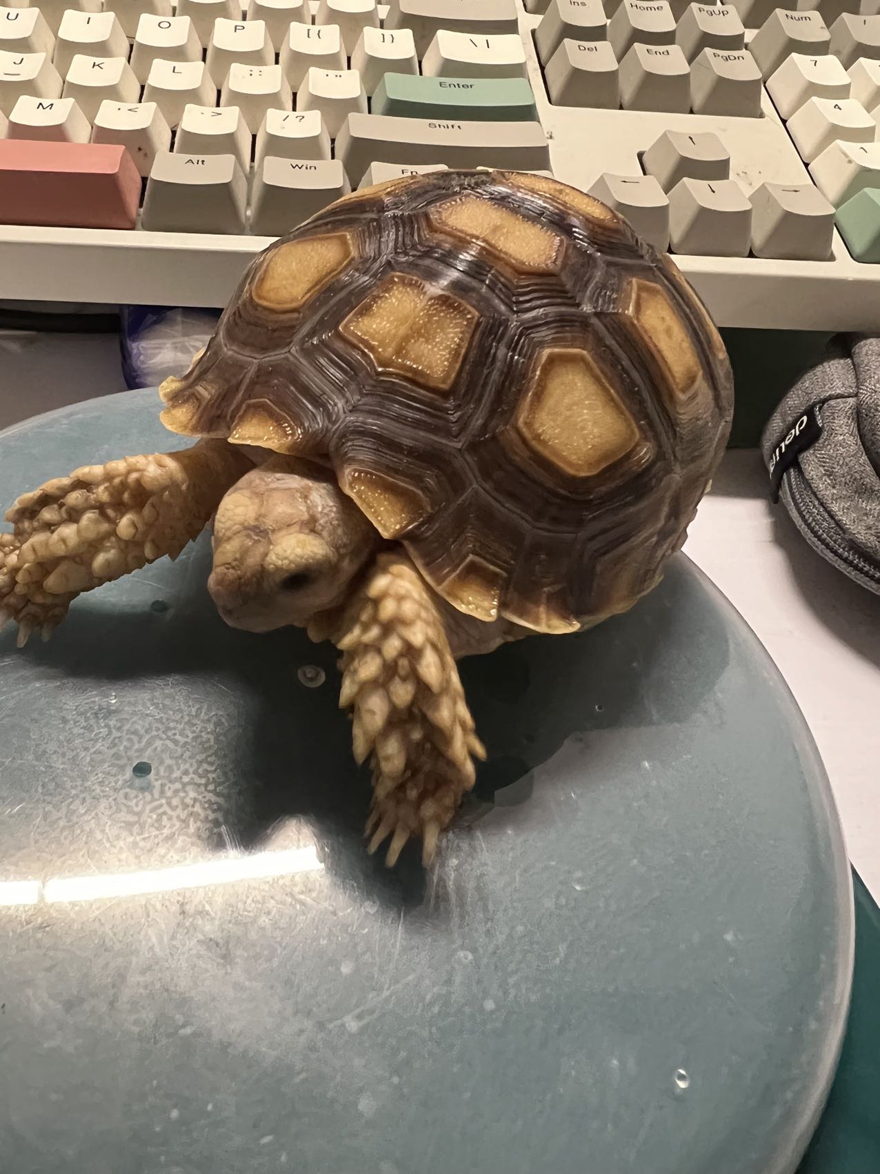 小苏卡达陆龟
