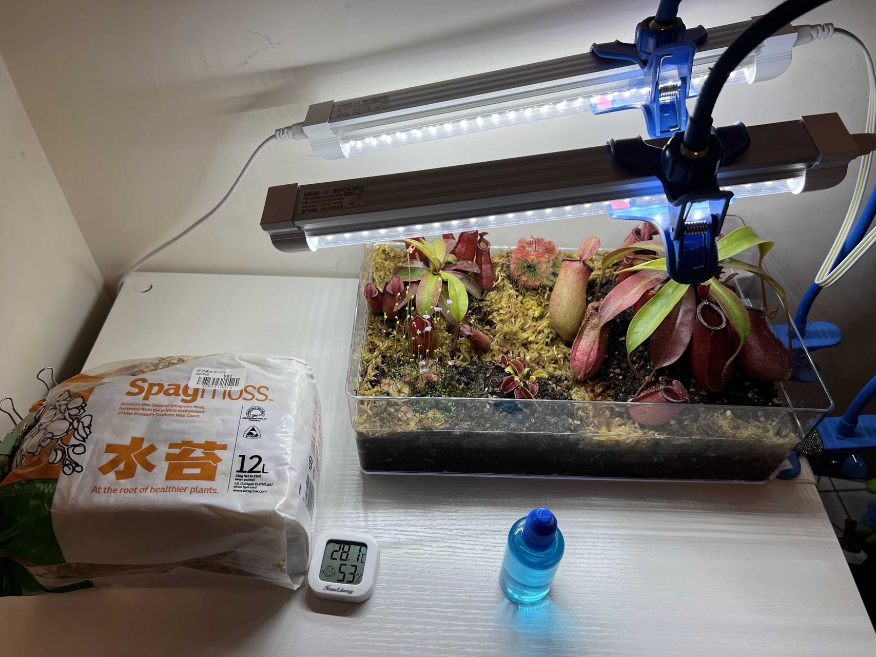食虫植物缸，多赠品