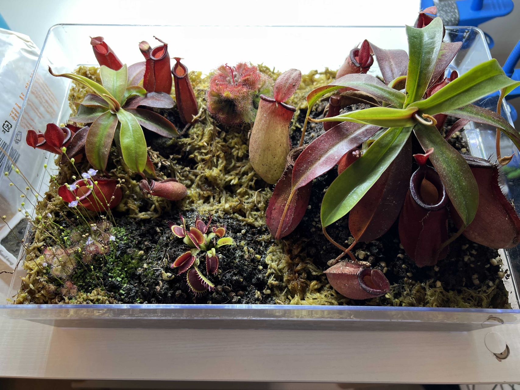 食虫植物缸，多赠品