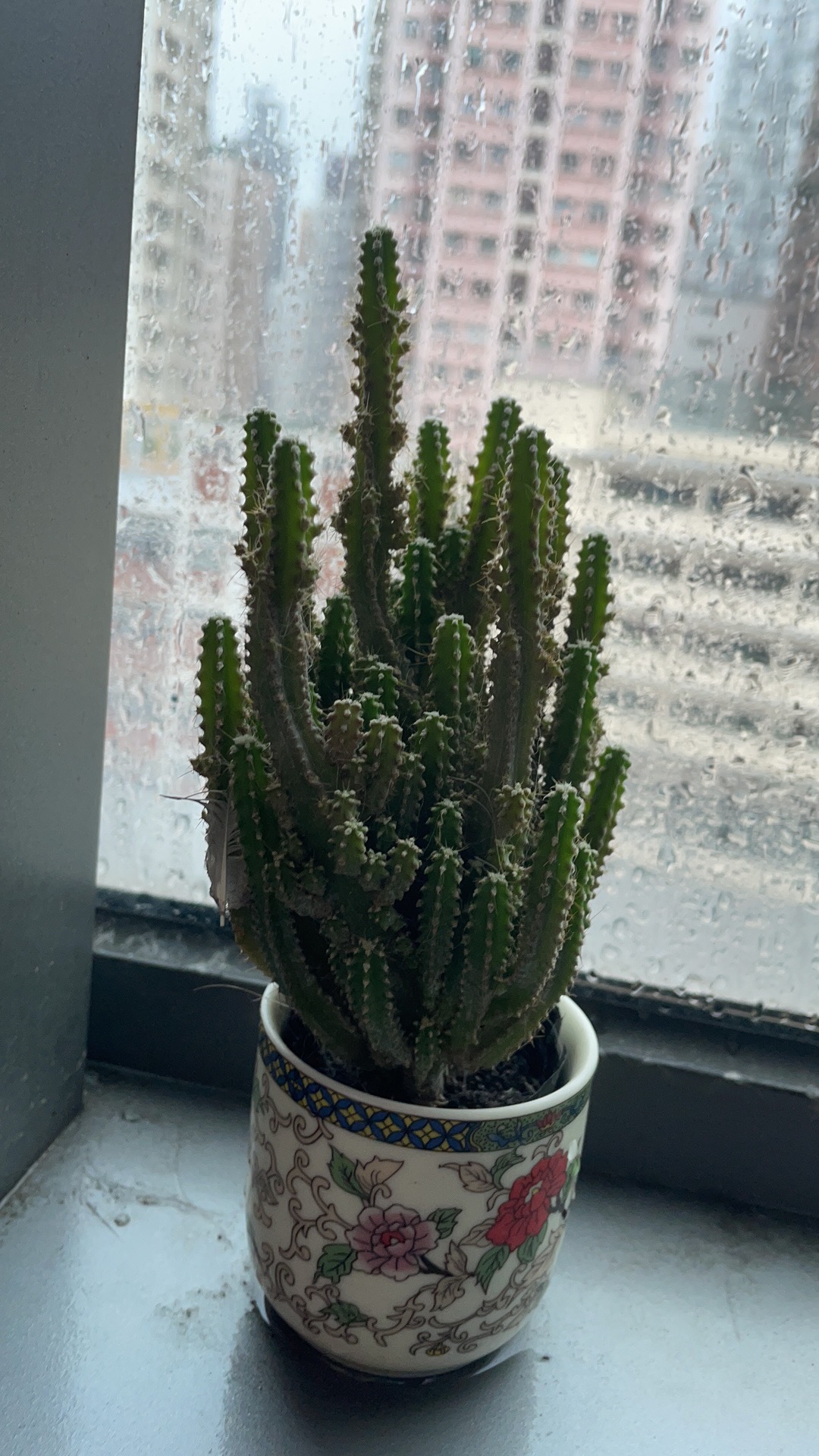 仙人柱 植物 盆景