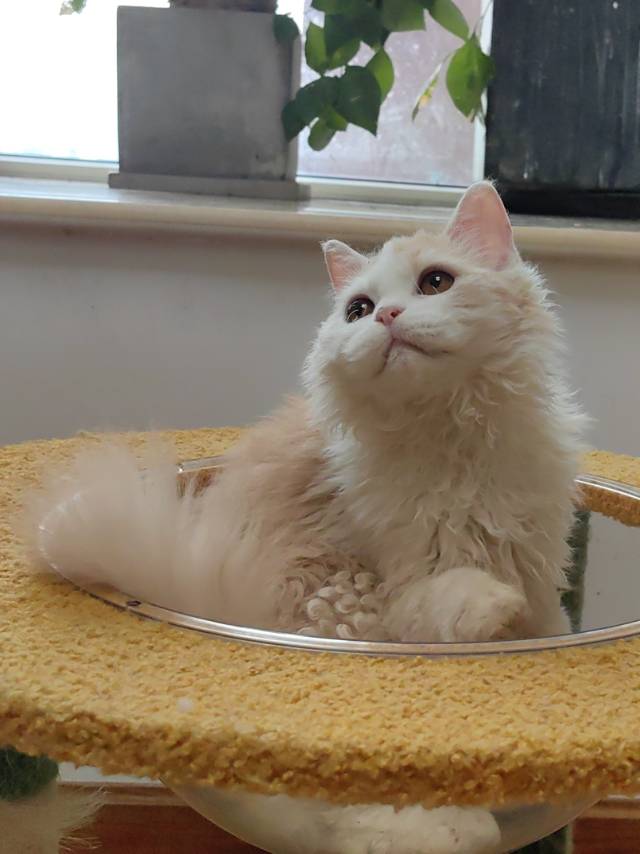 塞尔凯克卷毛猫送到家（包运费）