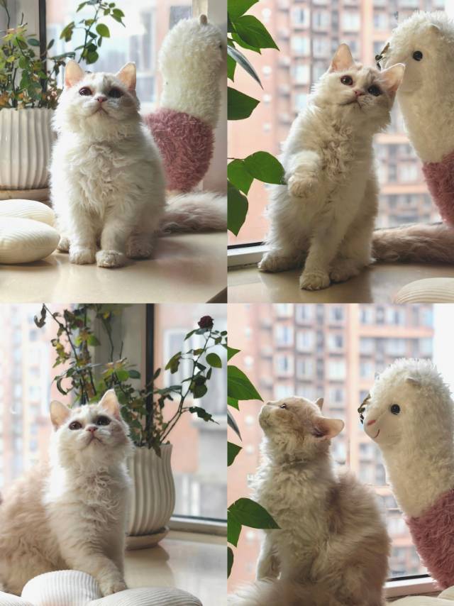 塞尔凯克卷毛猫送到家（包运费）