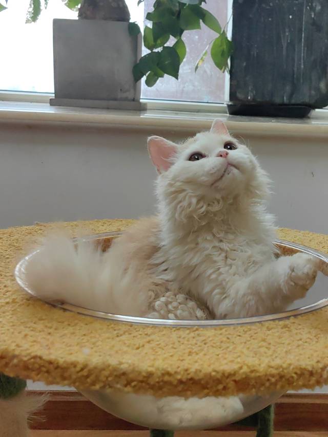 塞尔凯克卷毛猫送到家（包运费）