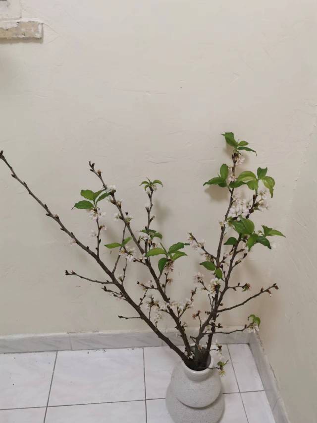 花瓶