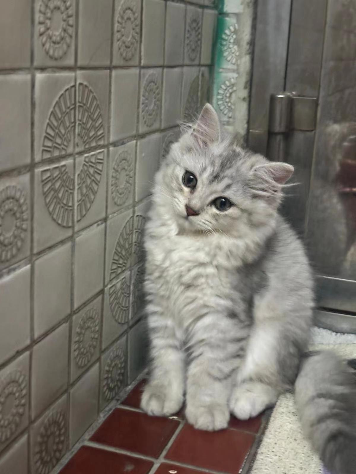 猫咪 3个月