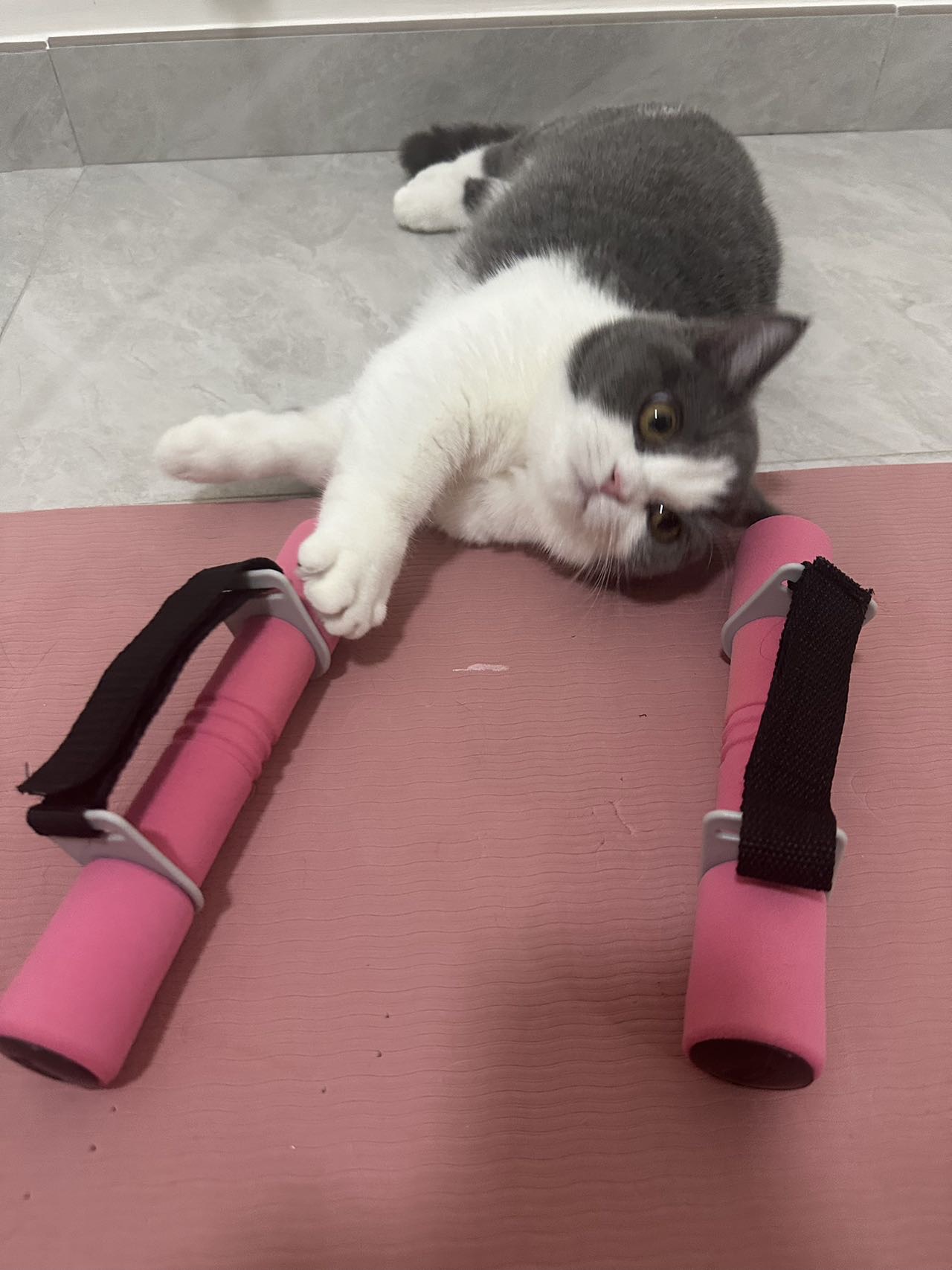 女士哑铃0.5kg