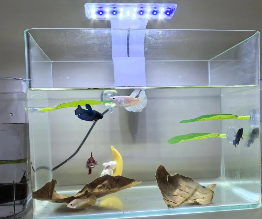 電器級BB用品
