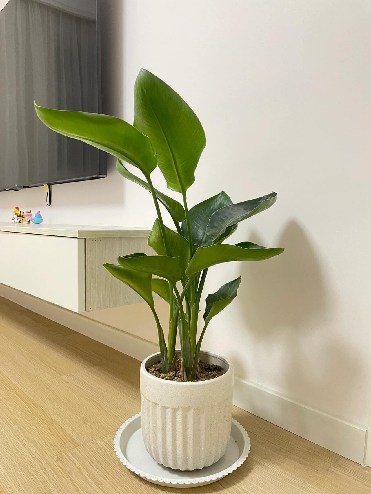綠植免費領取