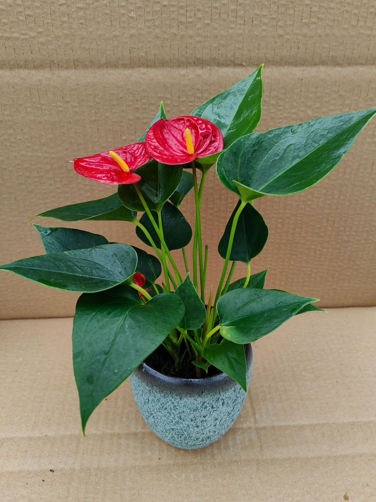 綠植免費領取