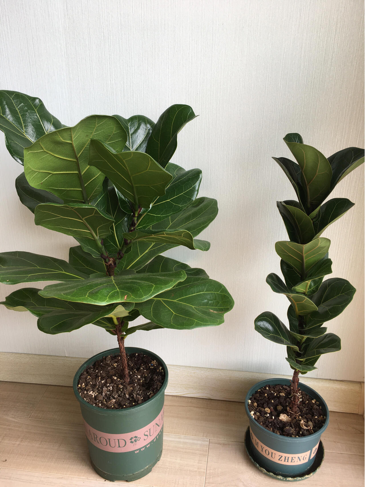 綠植免費領取
