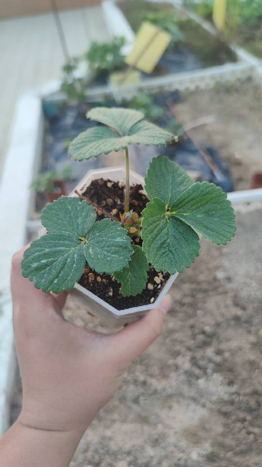 草莓苗盆栽