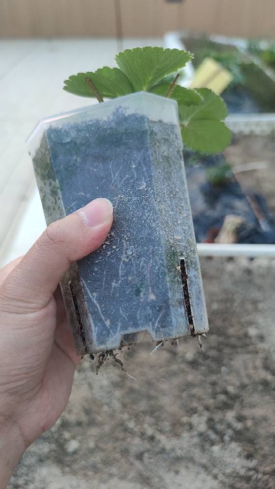 草莓苗盆栽