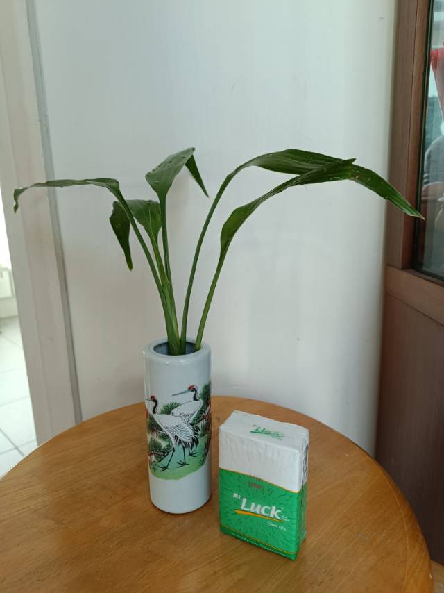 室内植物富貴竹連花瓶