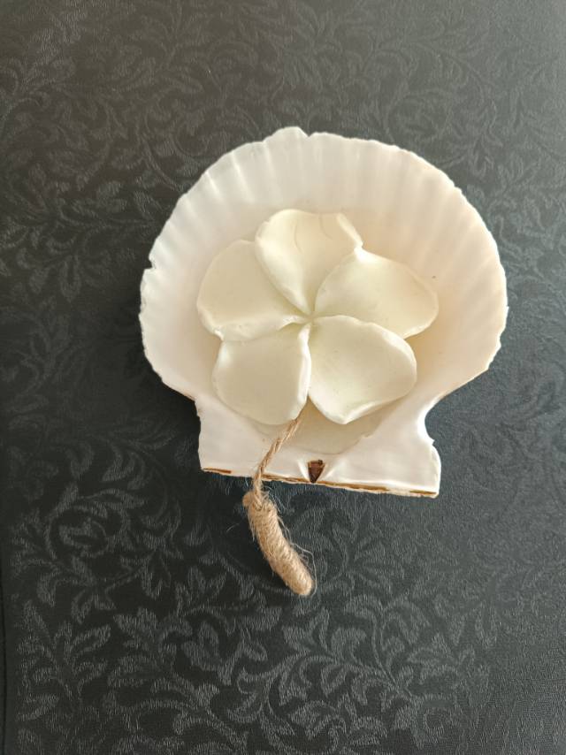 肥皂花送扇貝売