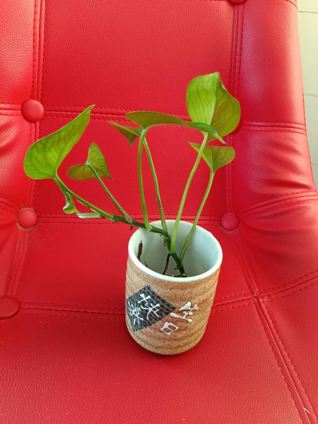生日快樂.水培植物