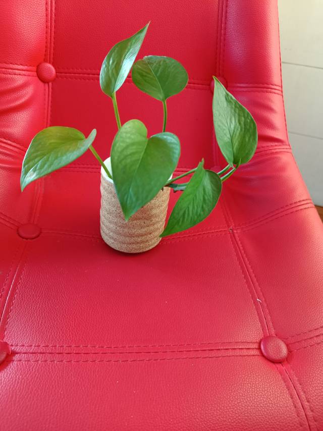 生日快樂.水培植物