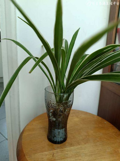 室內水培植物