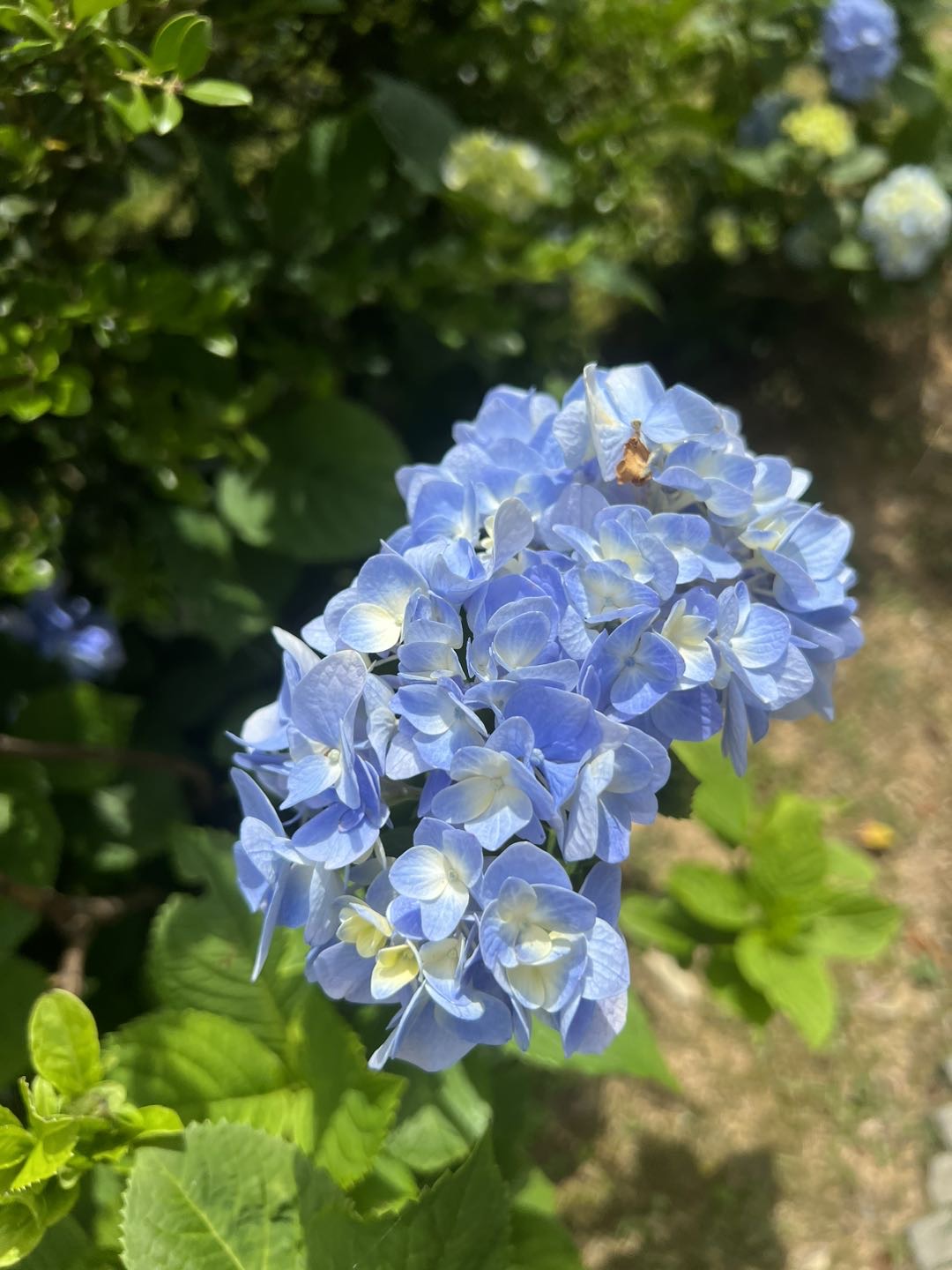 家居插卡wifi香港宽频无线网