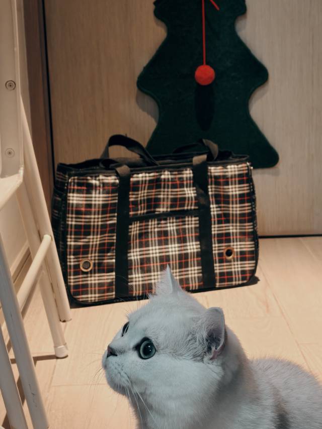 便携式猫包狗包