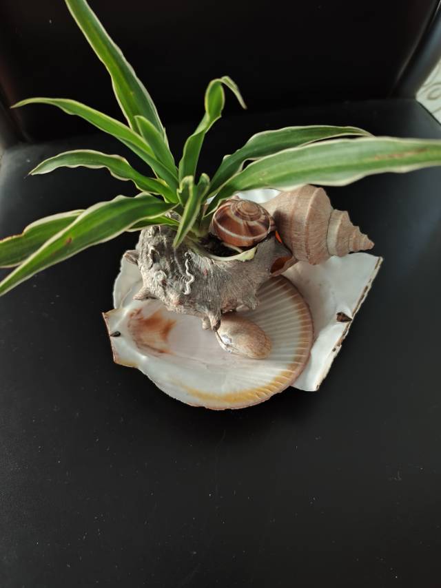 貝壳送吊蘭