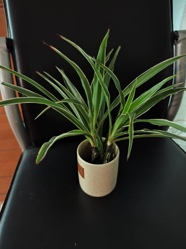 水培植物吊蘭