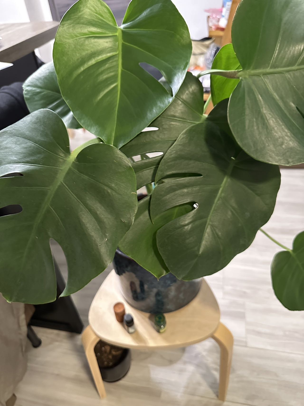 大叶龟背竹 (多孔叶)