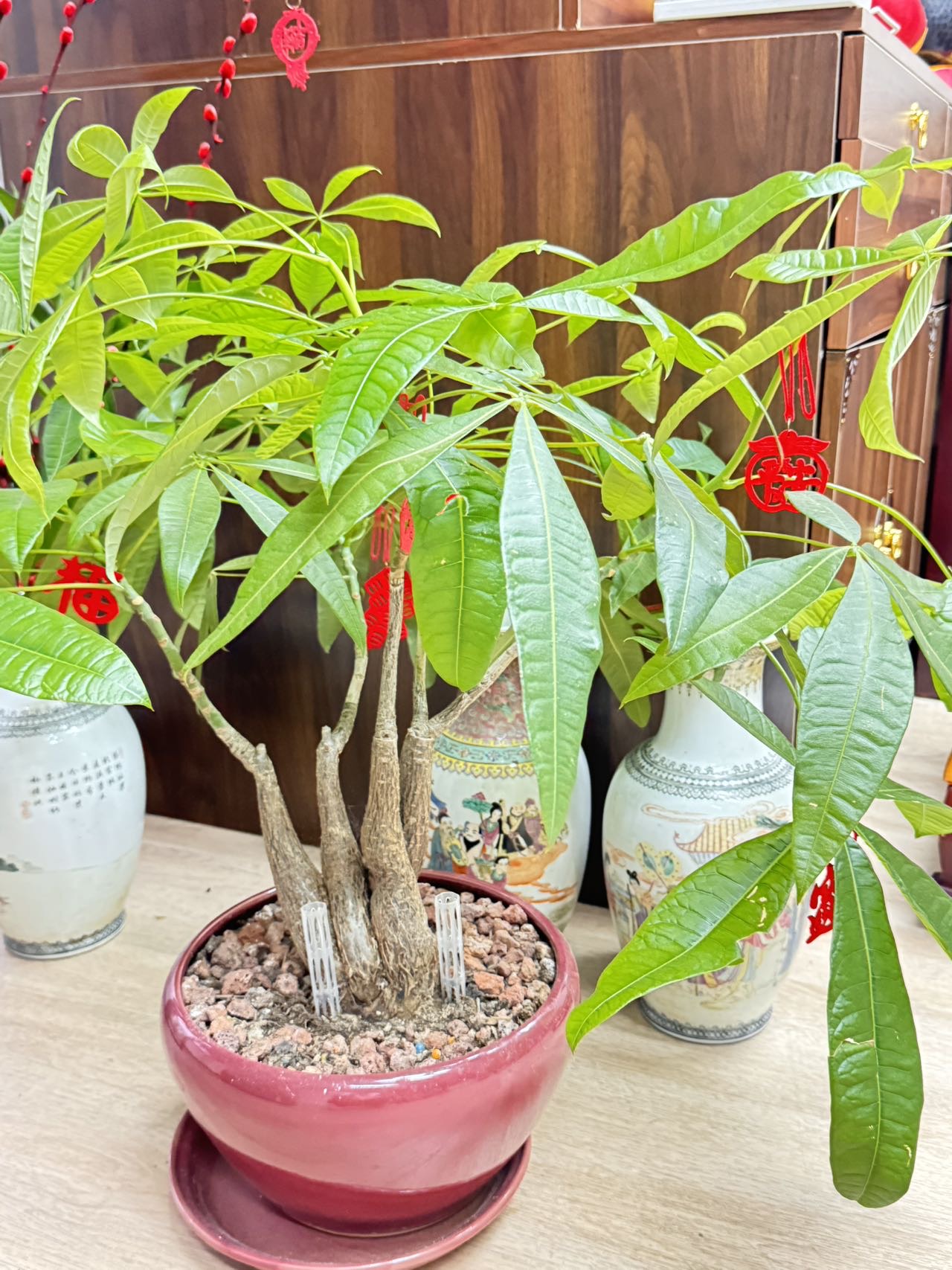 发财树