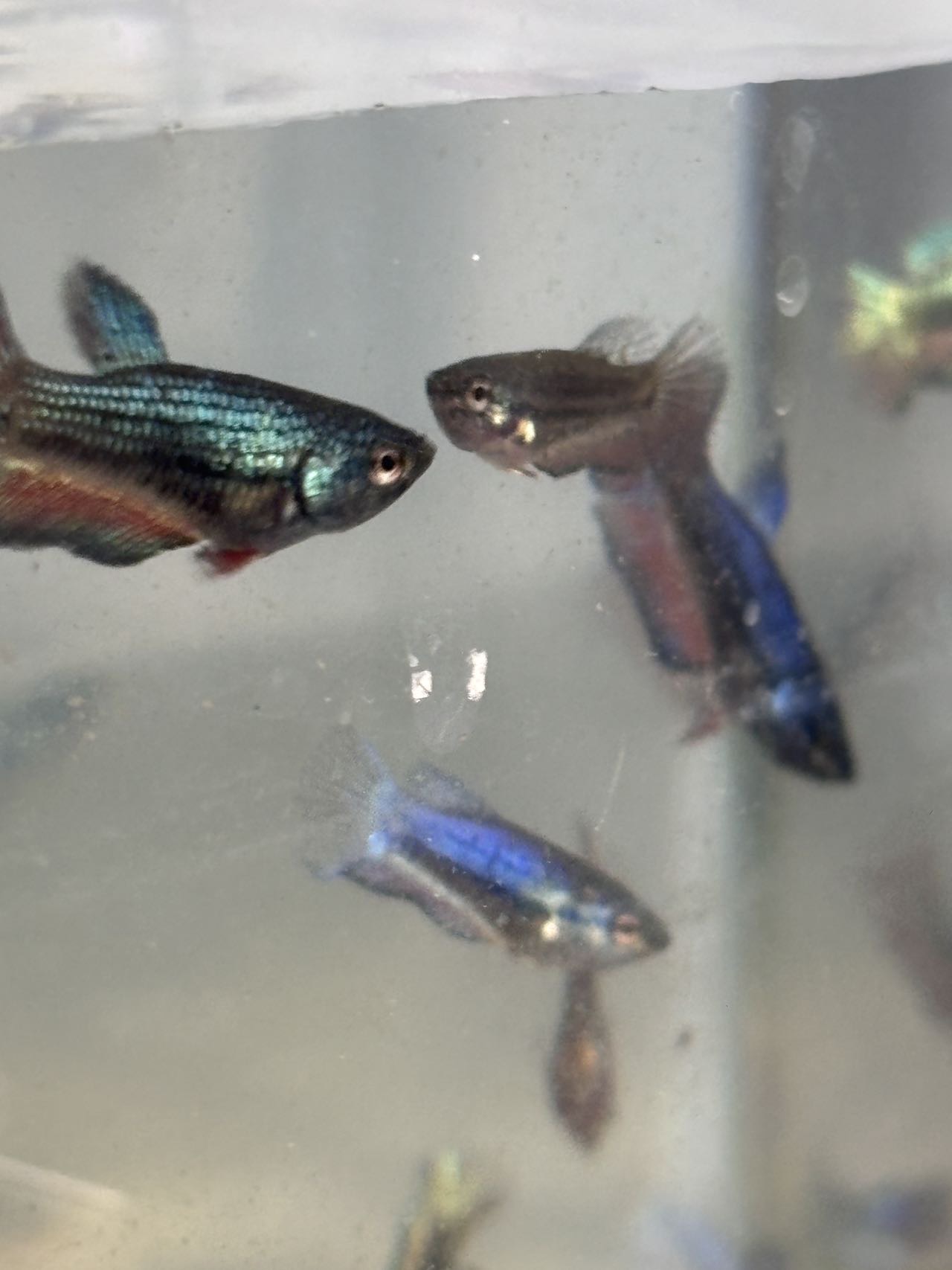 斗鱼