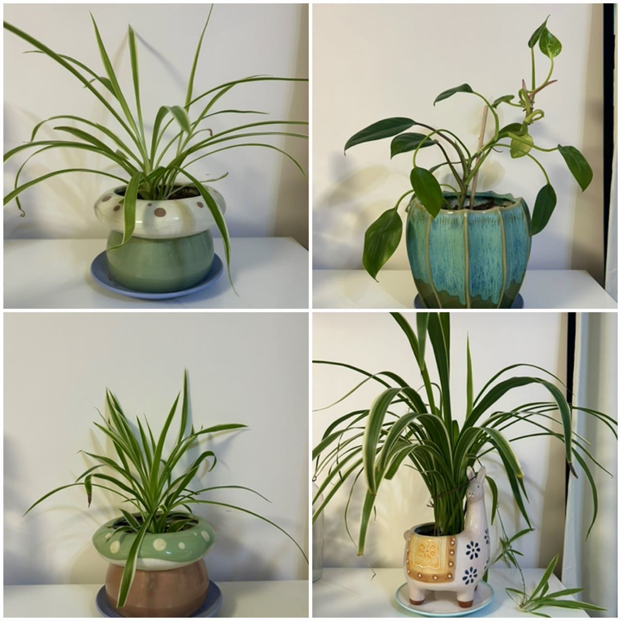 植物- 綠蘿或吊蘭