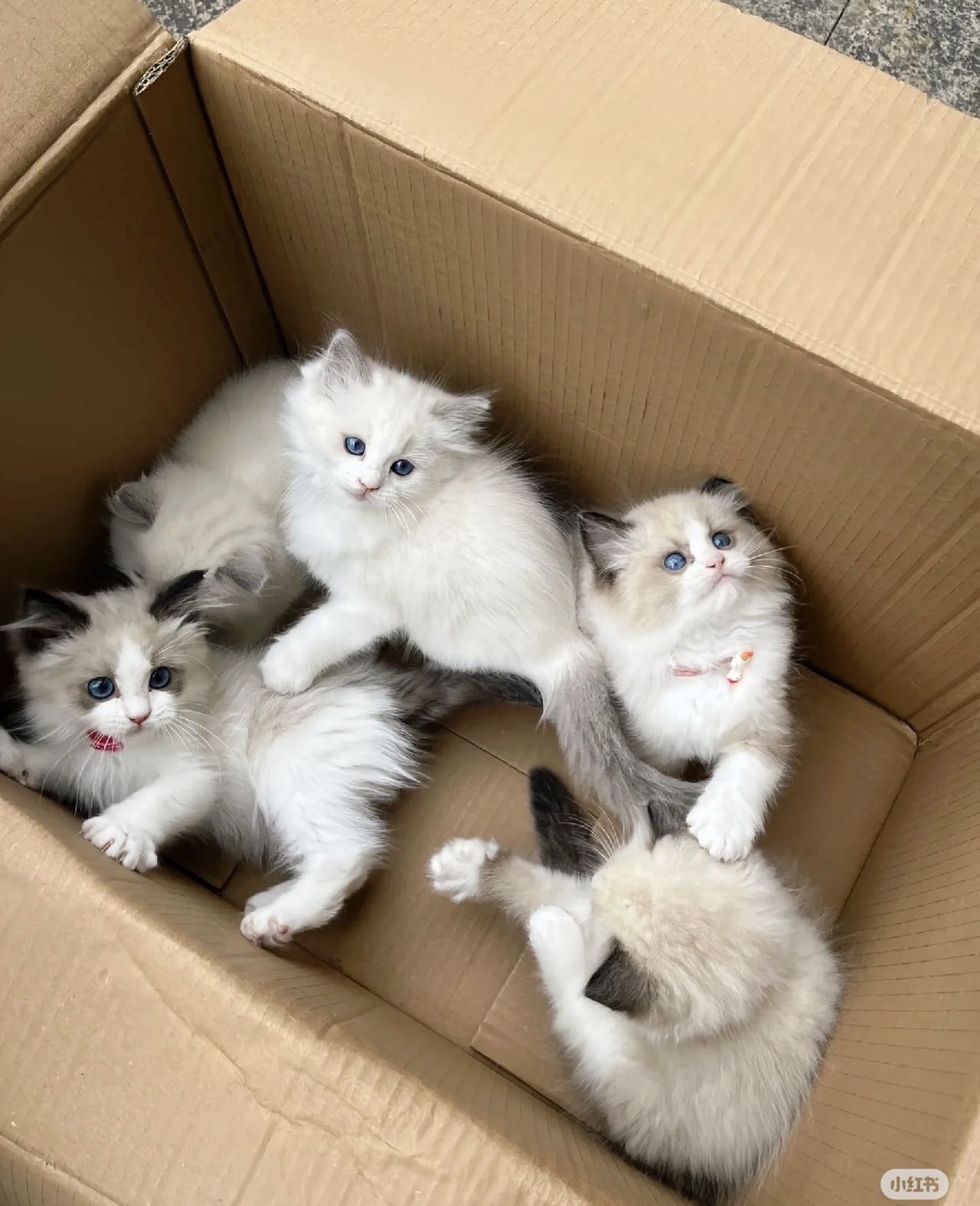 猫咪