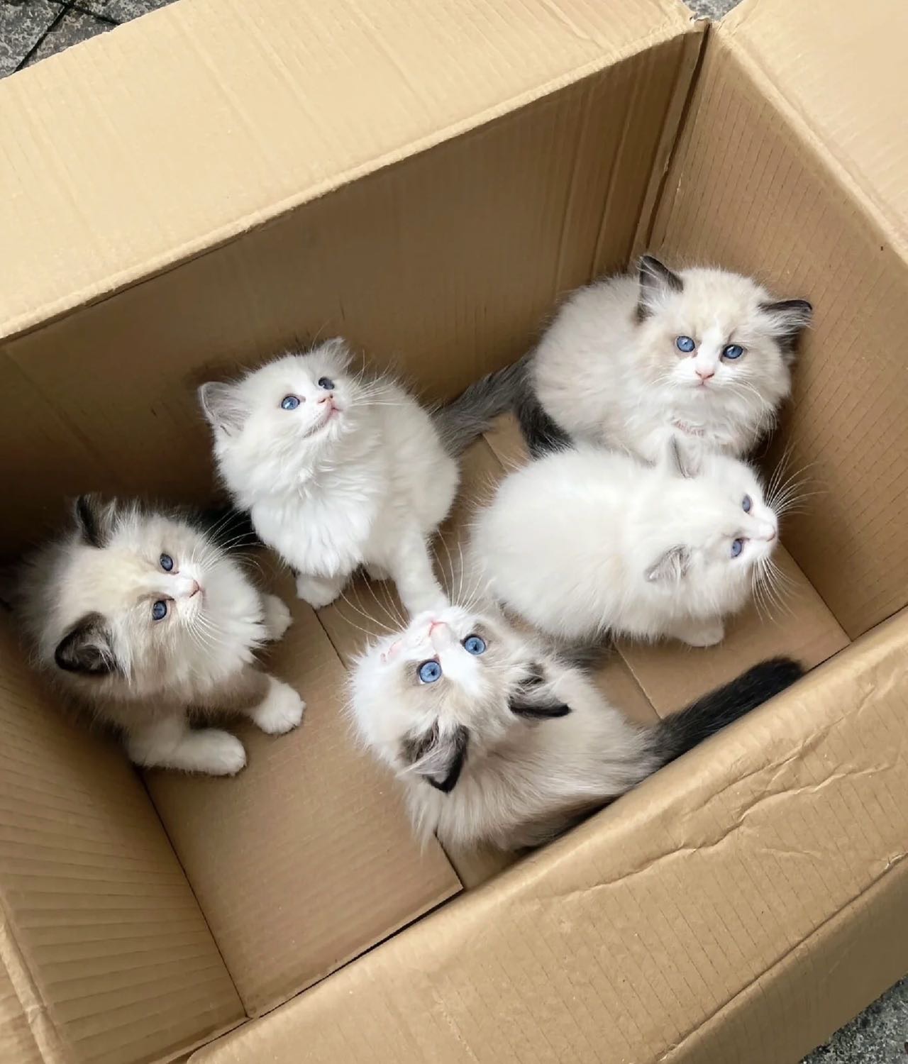 猫咪