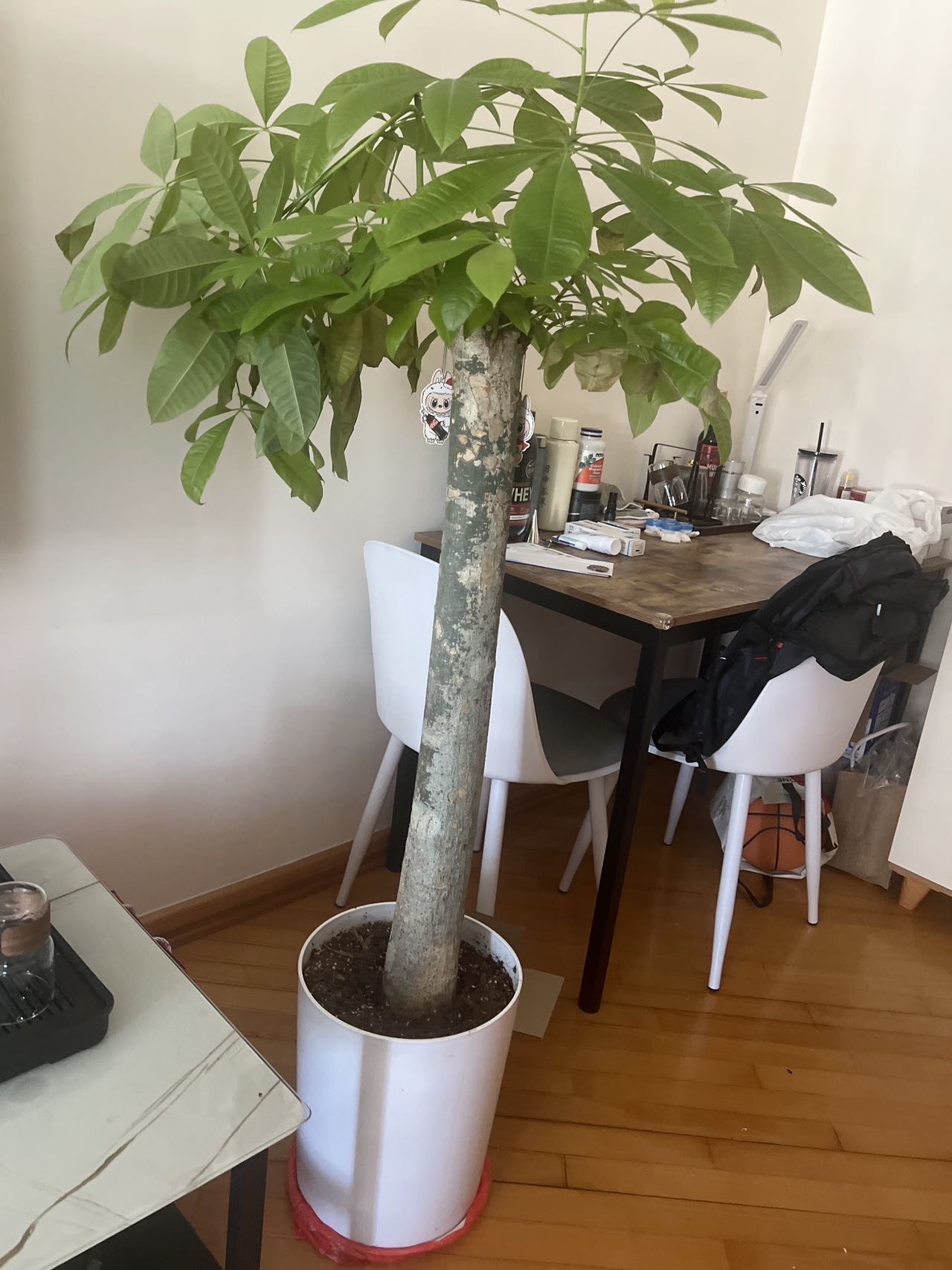 发财树