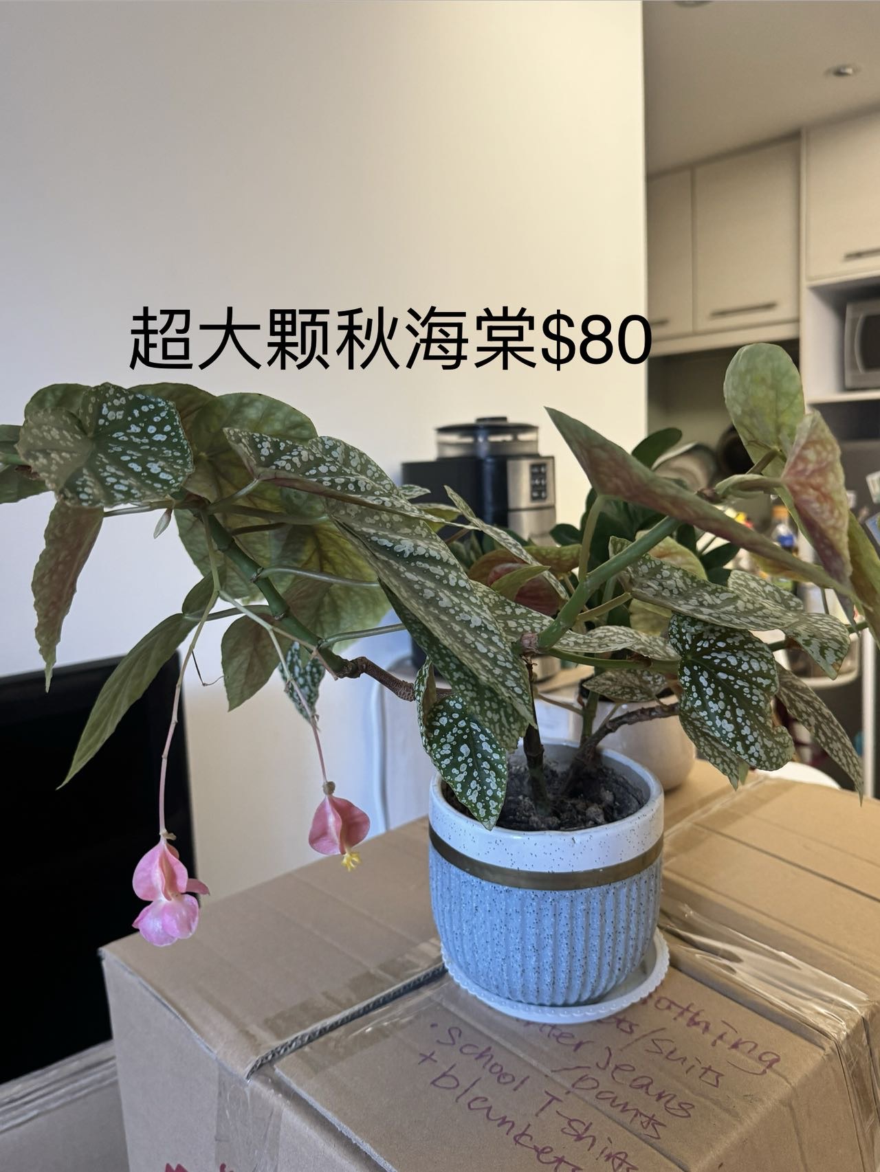 旺角花墟植物搬家甩卖