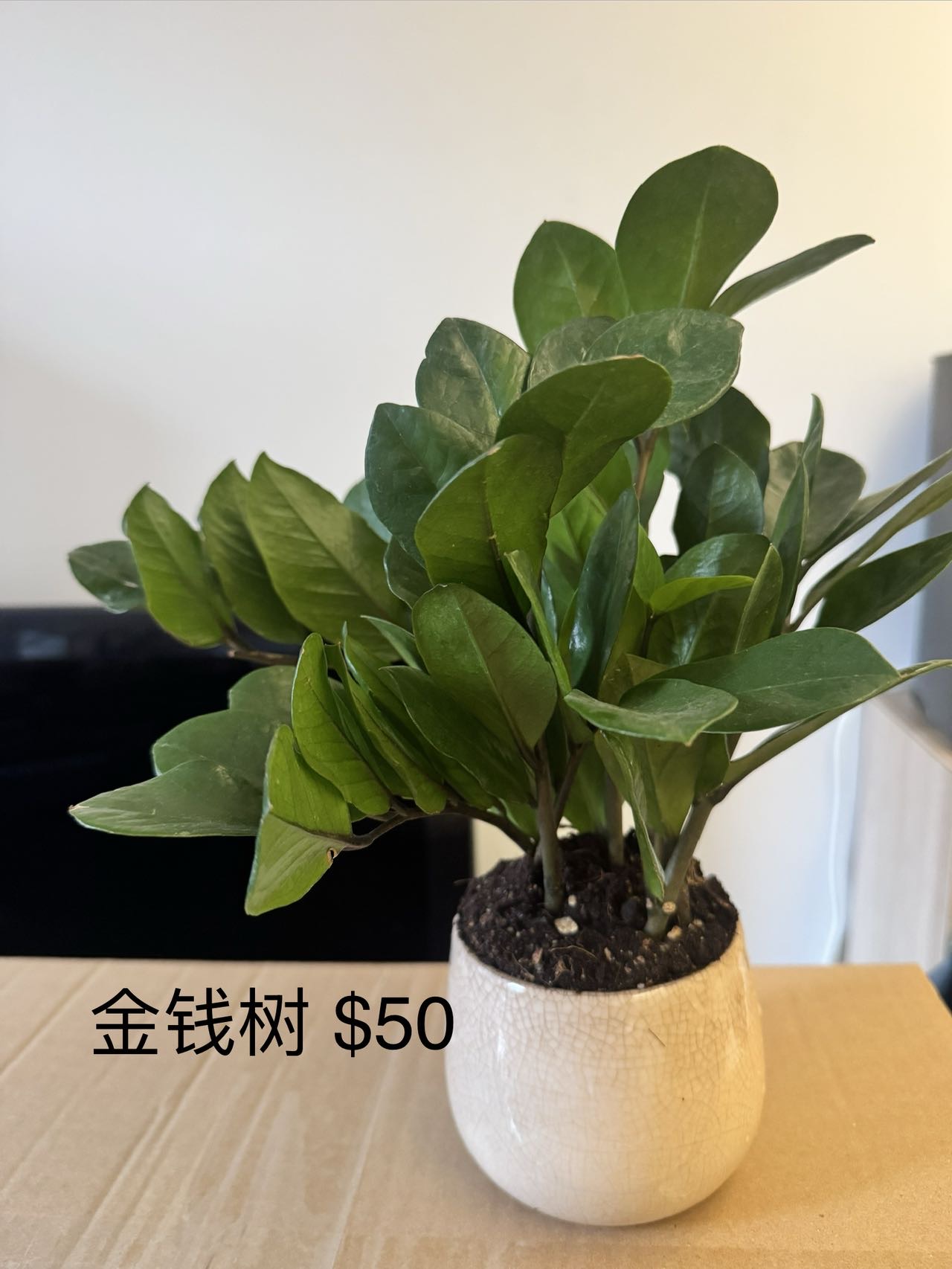 旺角花墟植物搬家甩卖