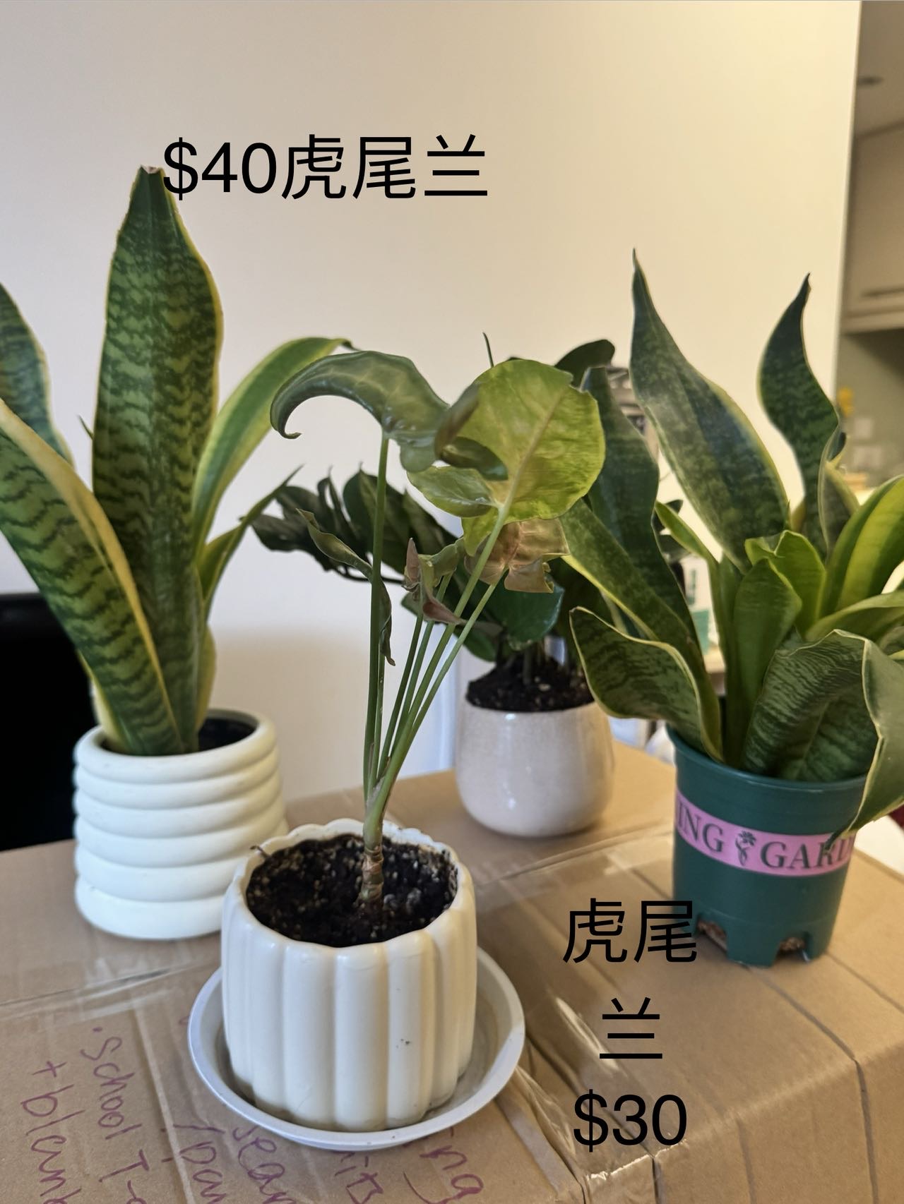 旺角花墟植物搬家甩卖