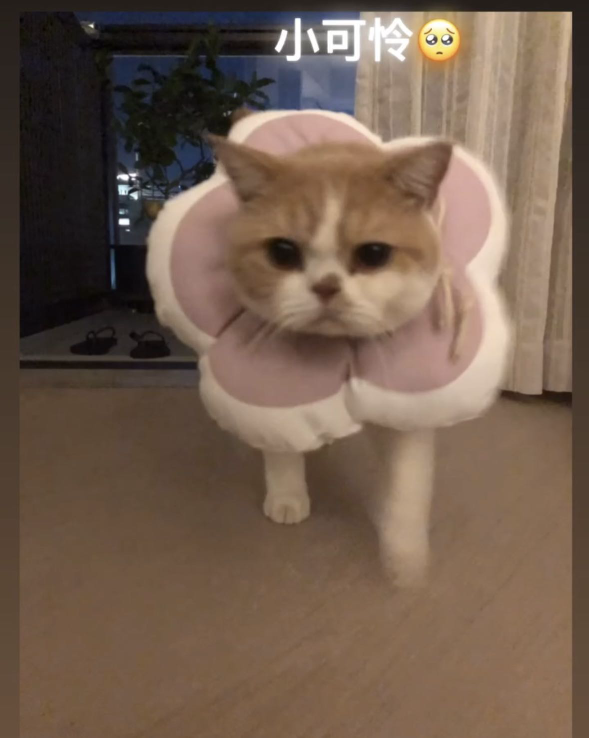 伊丽莎白猫圈 太阳花