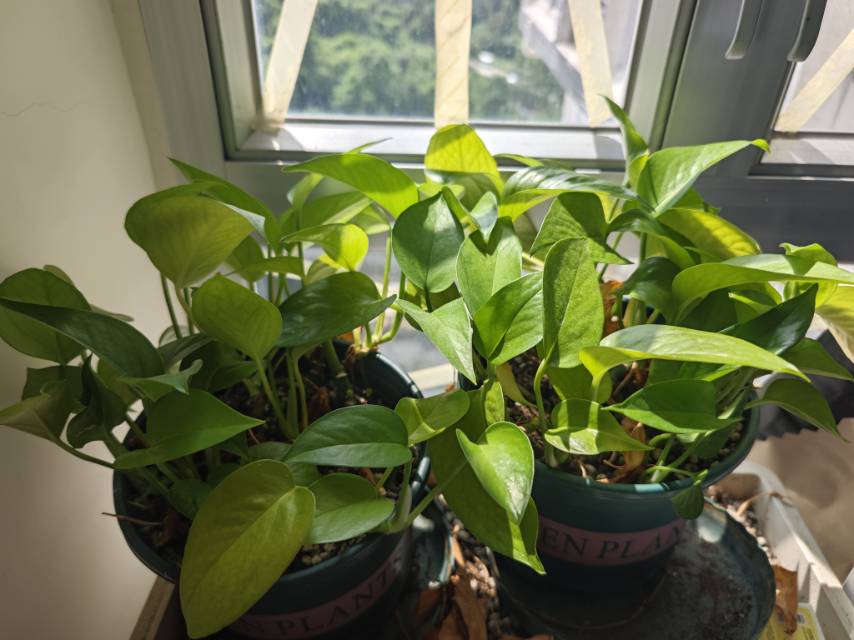 绿萝植物