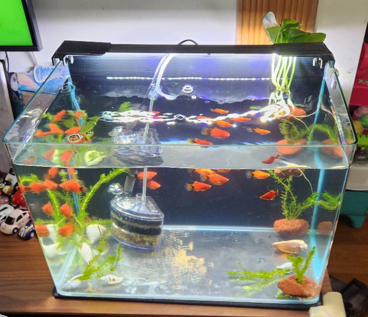 魚缸(已hold)